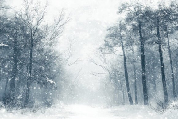 Download Serene Winter Forest Scene with Snow - Premium Resources